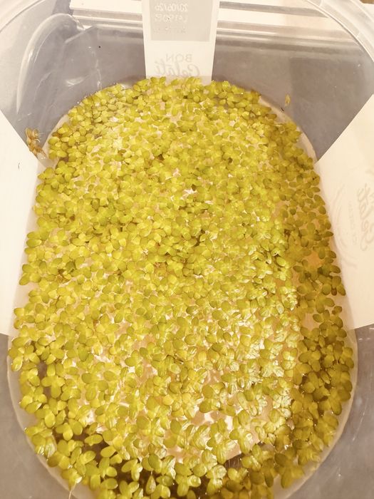 Planta Flutuante Lemna Minor