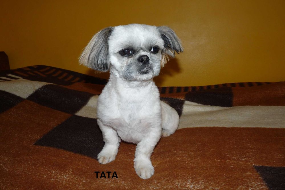 Shih Tzu, suczka Lucy do odbioru od 24 grudnia.