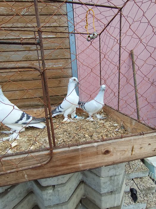 Żałobniki łapciate