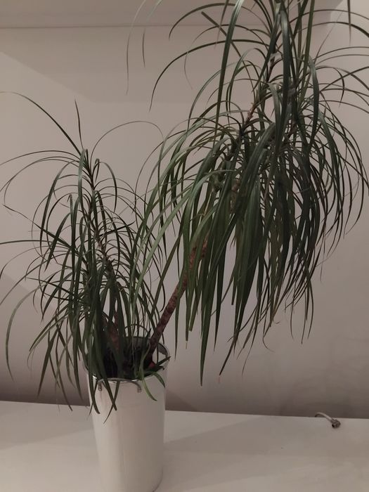 Palma żywa  za 70zl