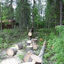 Займаюсь валкою дерев