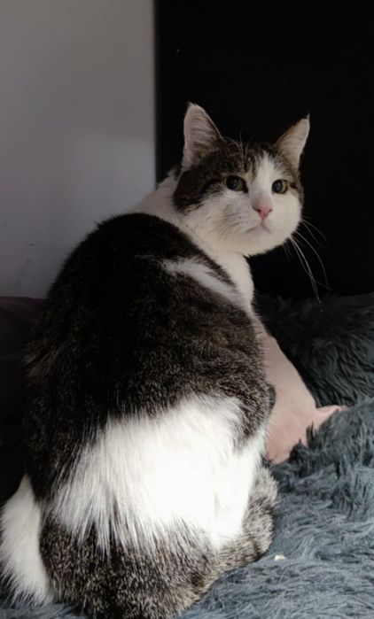 Котики из приюта,ищем семью!