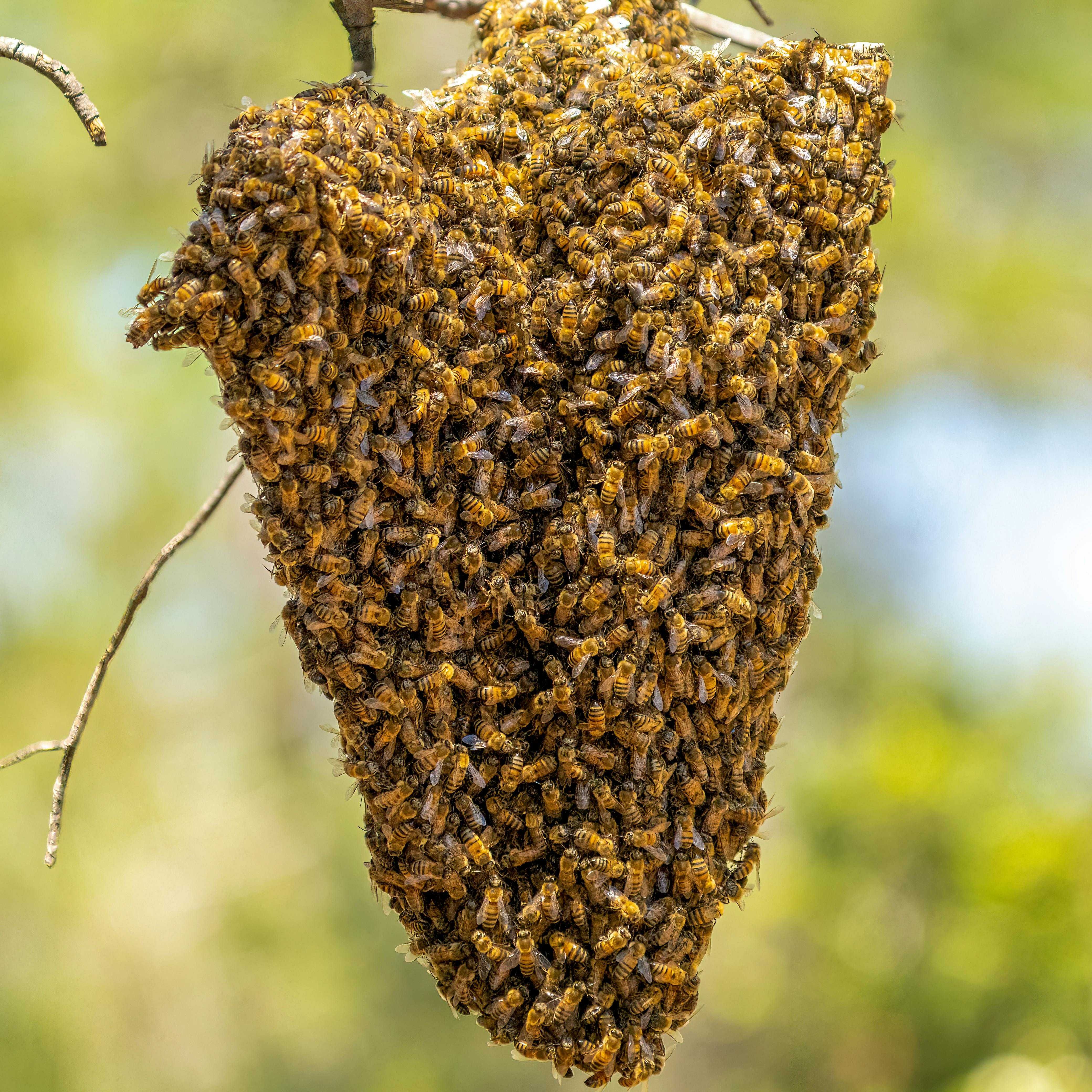 Бджоли, вулики лежаки