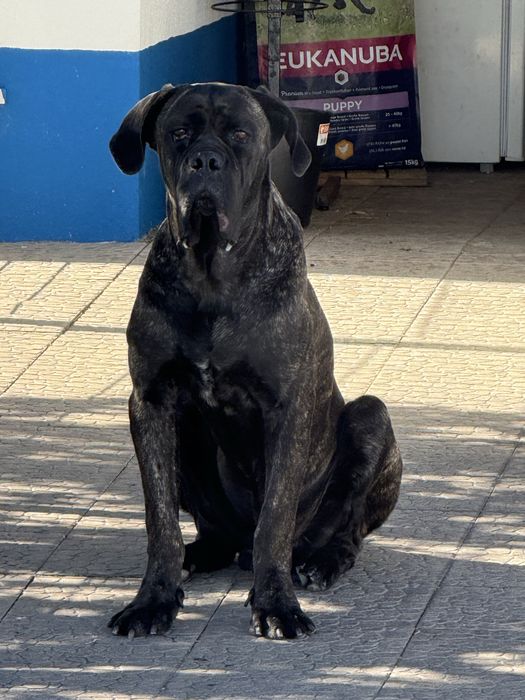 Cane Corso Macho
