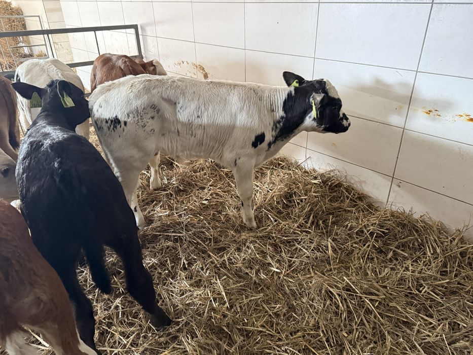 Cieleta samodzilne jak i na mleko