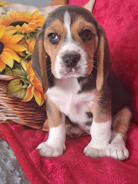 Śliczny piesek tricolor.