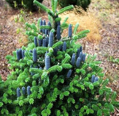 Piękna jodła koreańska do ogrodu - fioletowe szyszki z EKO plantacji