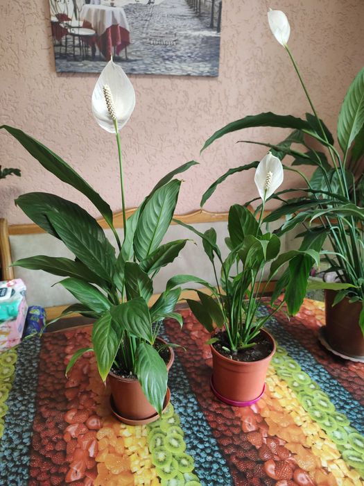 спатефілум кімнатний_висота від 40см до 80см