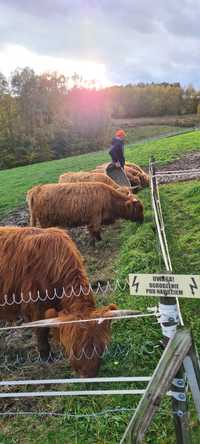 Stado Highland cattle Bydło szkockie krowy szkockie
