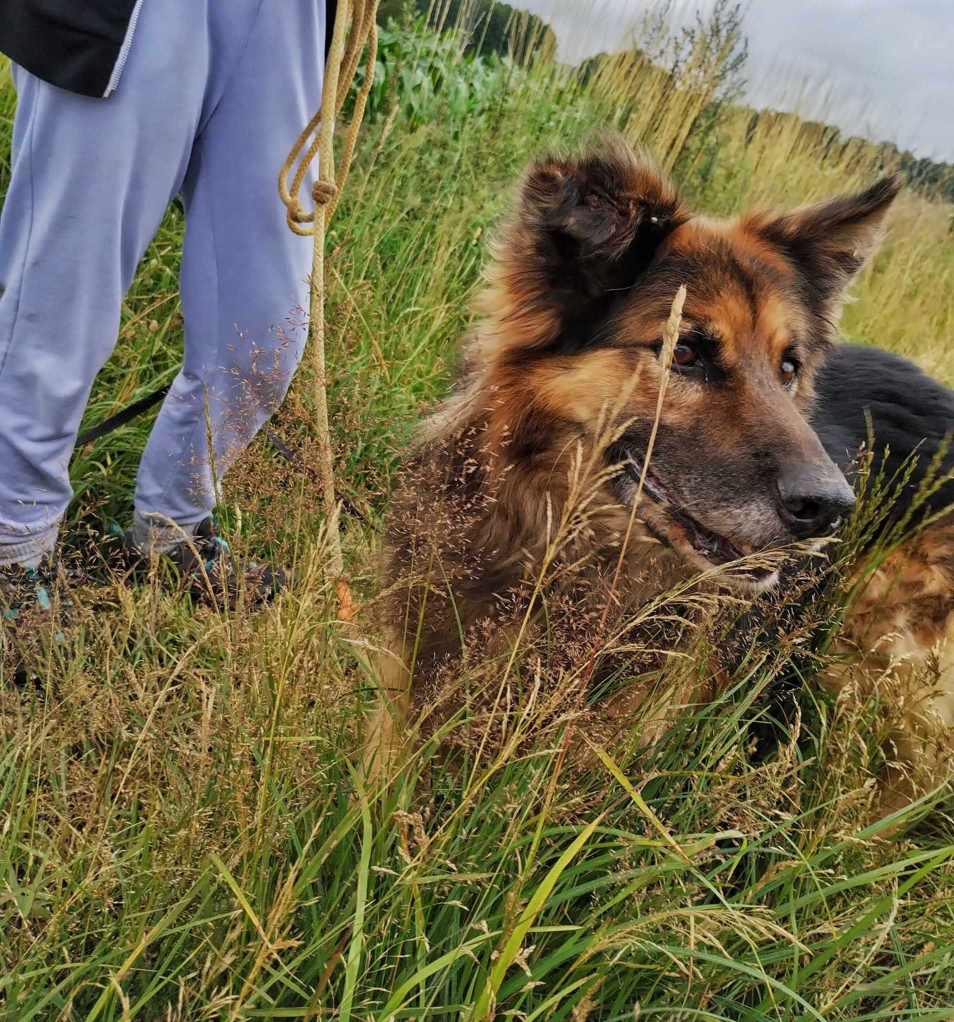 Broniu bezkonfliktowy starszy pan o gołębim sercu do adopcji