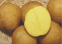 Sadzonki ziemniaków Mija