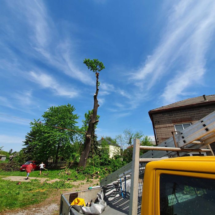 Tanio,wycena gratis.Wycinka drzew trudnych,uslugi mulczerem  wgłębnym,