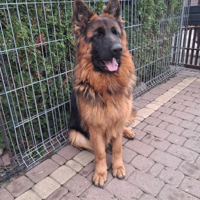 Suczka Owczarek Niemiecki Dłudowłosy