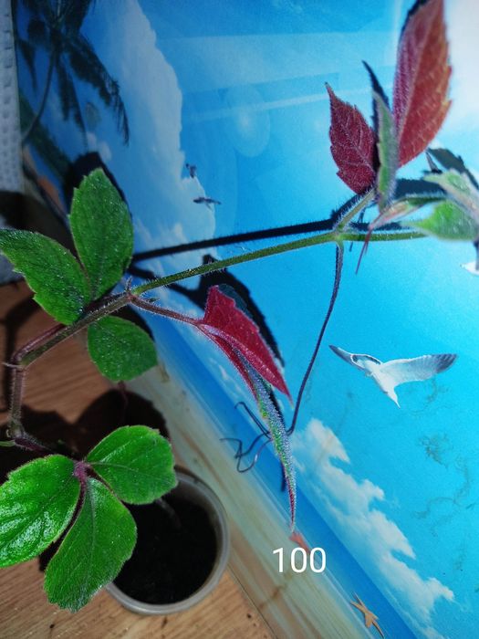 Генура варієгатна, есхінантус, цисус, маранта