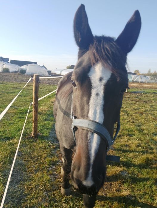 Sprzedam klacz rasy śląskiej