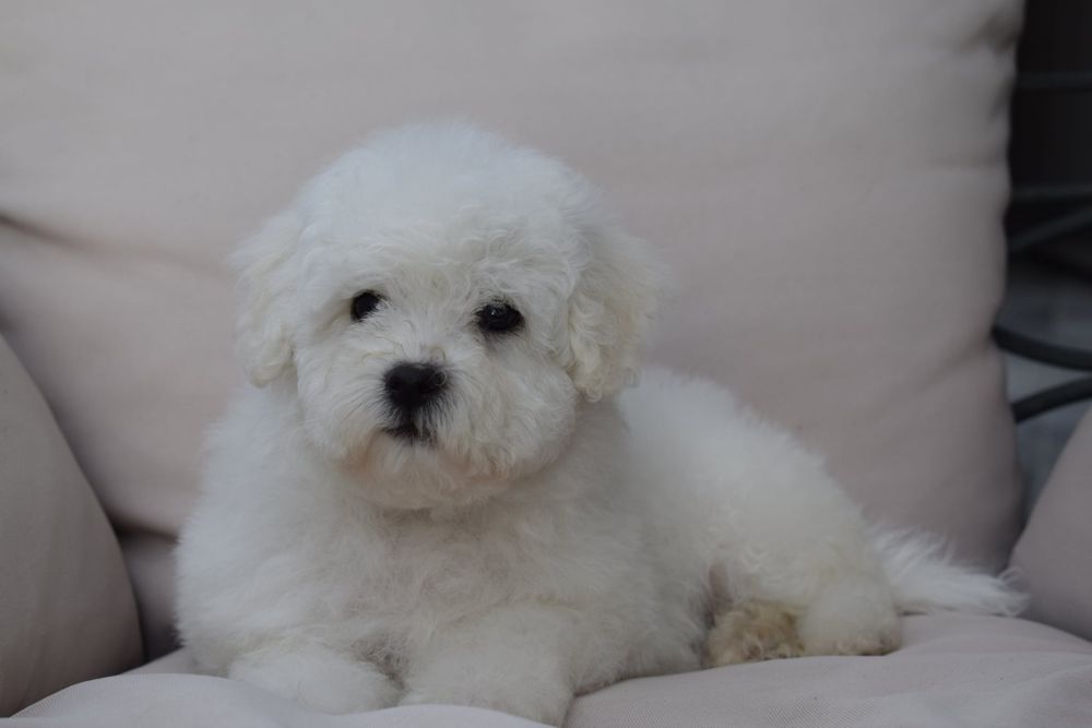 Bichon Frise - chłopiec