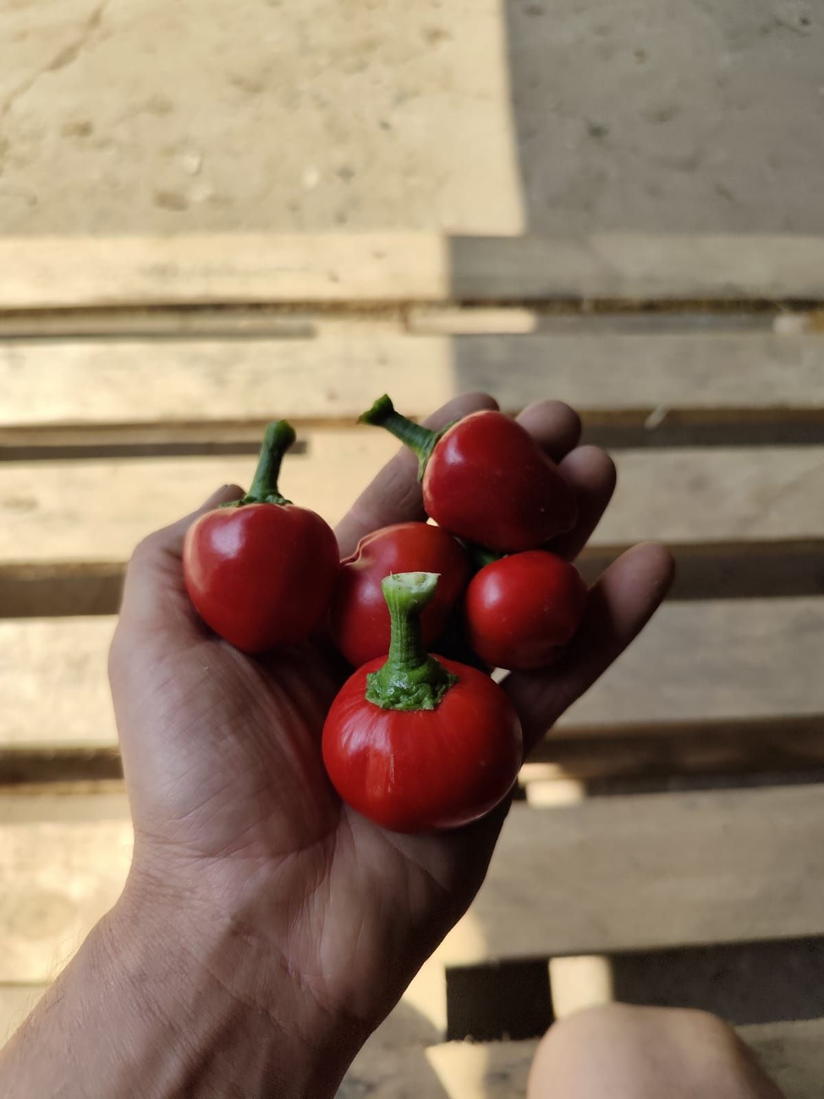 Papryczki cherry słodkie
