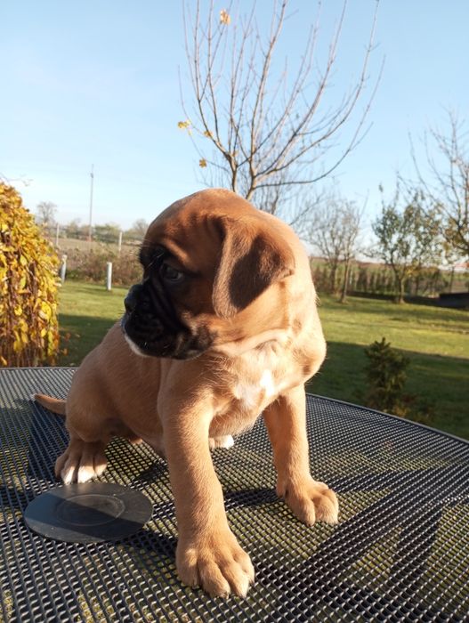 Bokser szczeniak pies