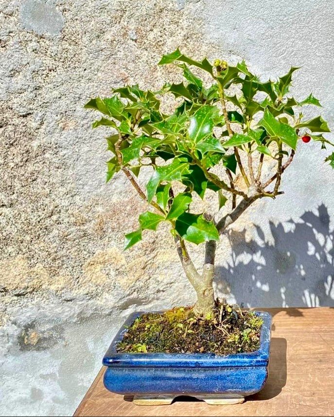 Bonsai Ilex (Azevinho)