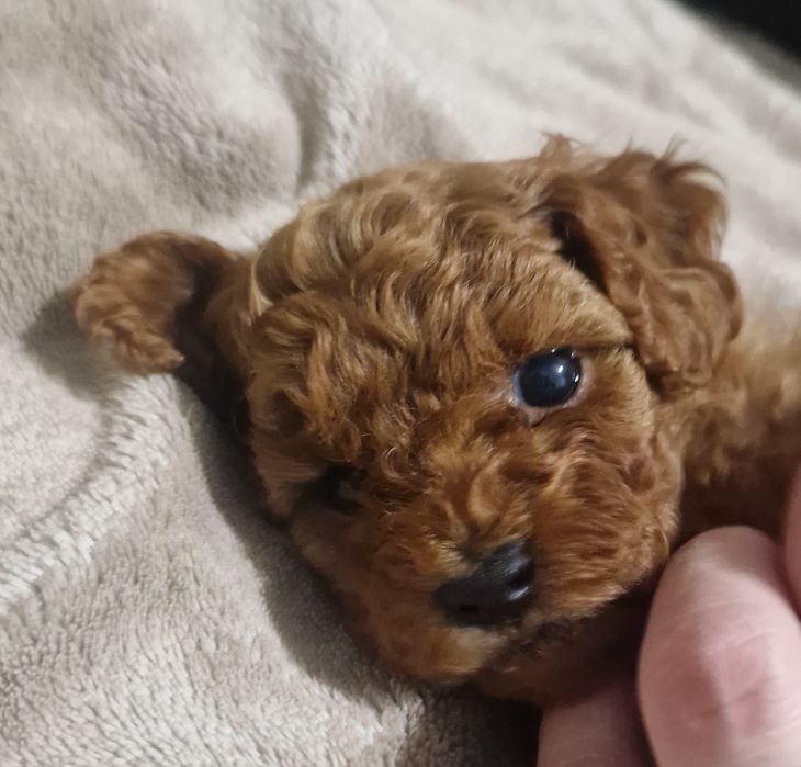 Pudel Toy - teacup maleńki piesek