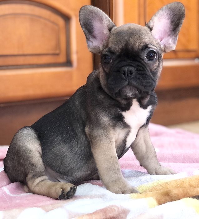 Buldog Francuski cudny ARES gotowy do zmiany domu