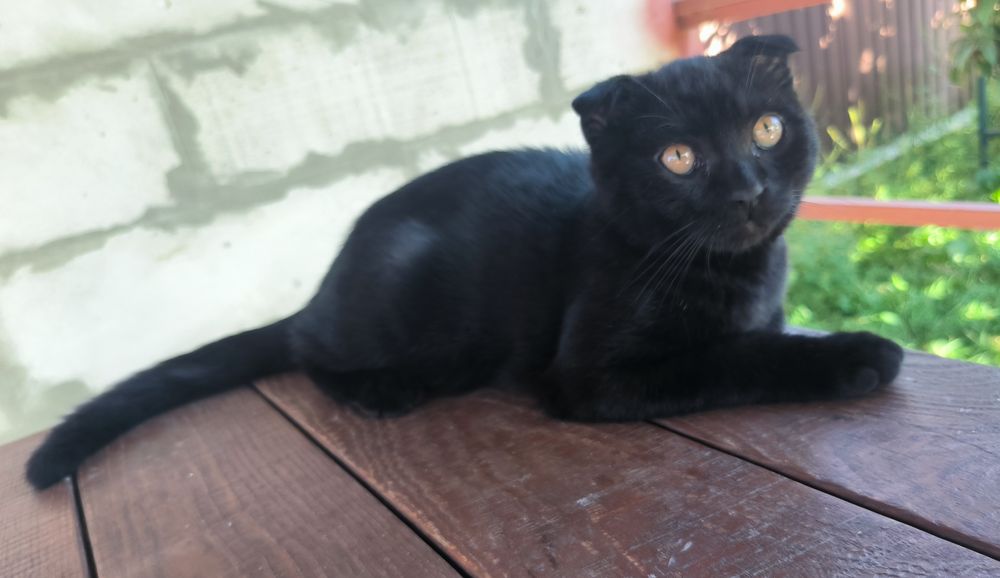 Висловухе шотландське кошеня