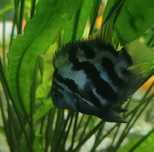 Pielęgnice papuzie blue tiger