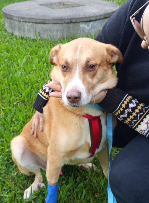 Macho para adopção responsável