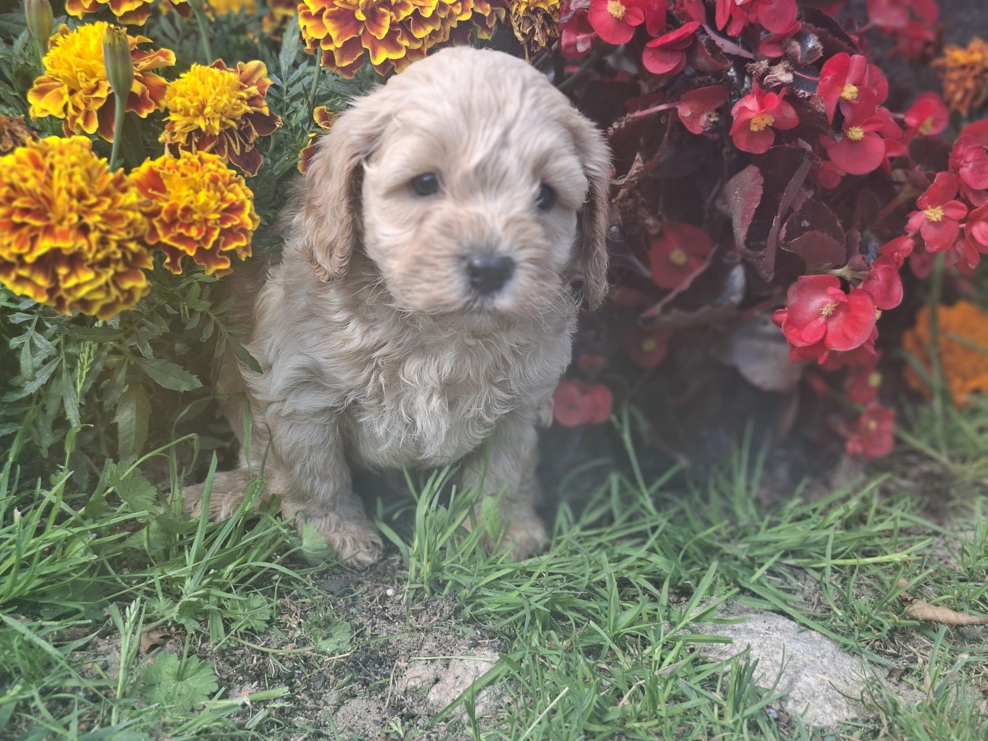 Piesek  cavapoo  z metryką