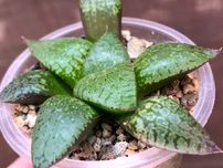Хавортія Haworthia Comptoniana