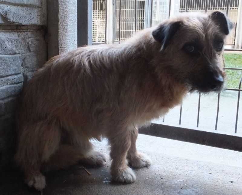 SZCZOTEK na niskich łapkach, beżowy piesek do adopcji