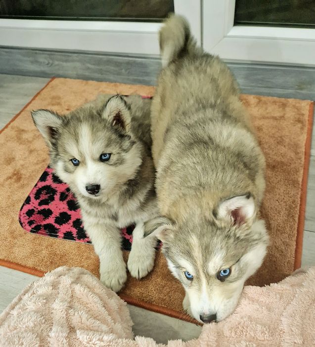 Husky Szczeniak Rasowy