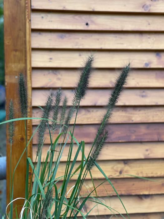 Deska | gładka | suszona | świerk | strugana | 19 mm 72 mm 2,5 m, kl.C