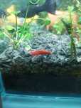 Camarões Red Cherry (Neocaridina davidi)