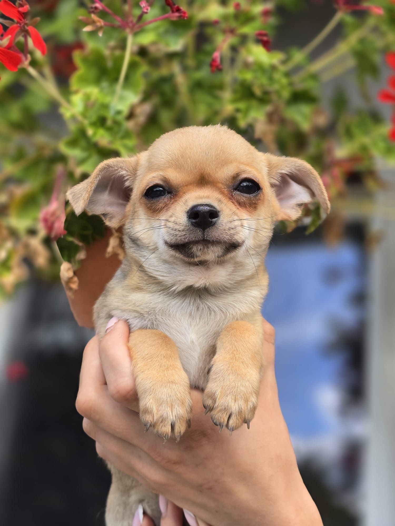 CHIHUAHUA piesek szczenię do odbioru szczeniak