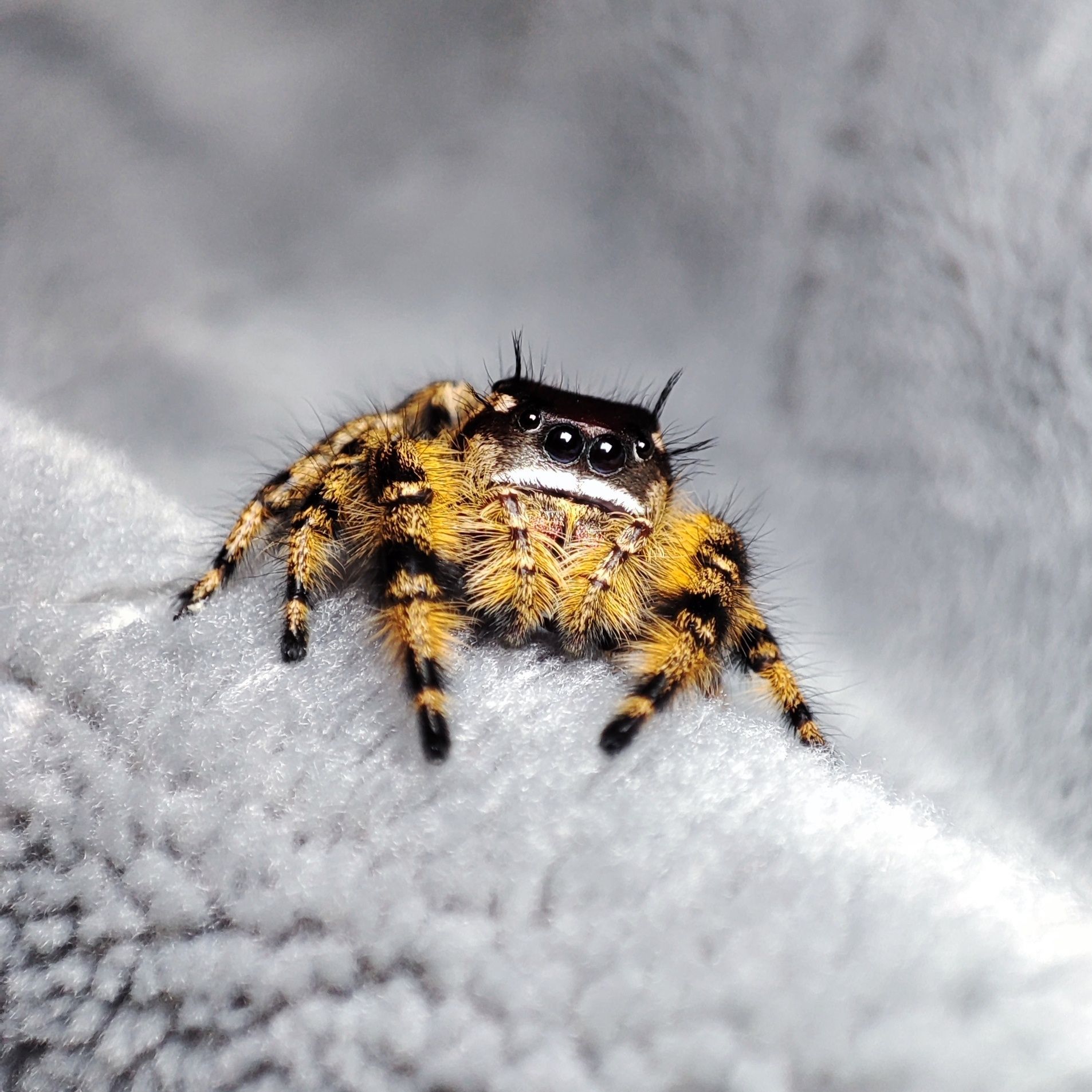 Skakun / Phidippus Otiosus L5
