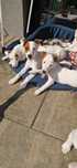 Jack Russell Terrier