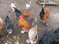 Продам кур, курчат и яйца карликовых кур, мильфлеры