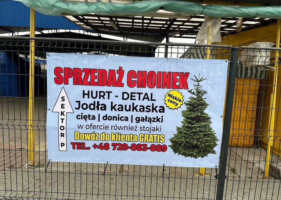 Jodła Kaukaska Nordman Gałęzie Gałązki Stroisz Dostawa Gratis