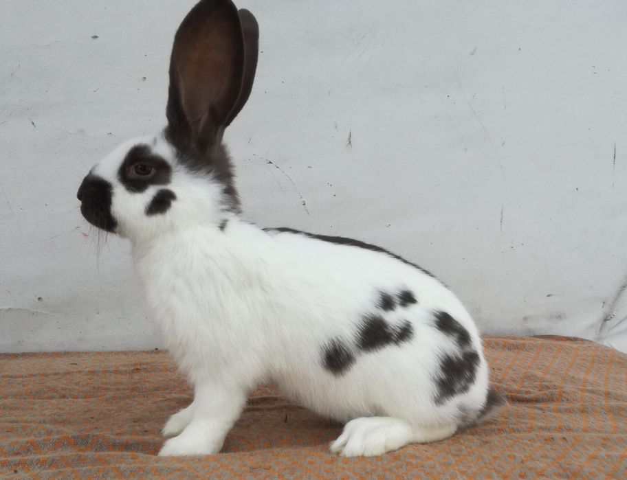 Немецкий строкач гавана