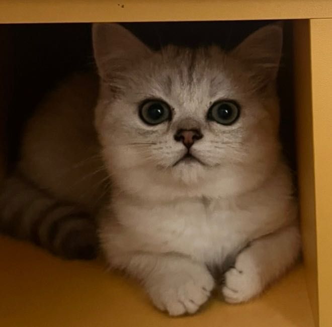 Кошенятко, срібної шиншили