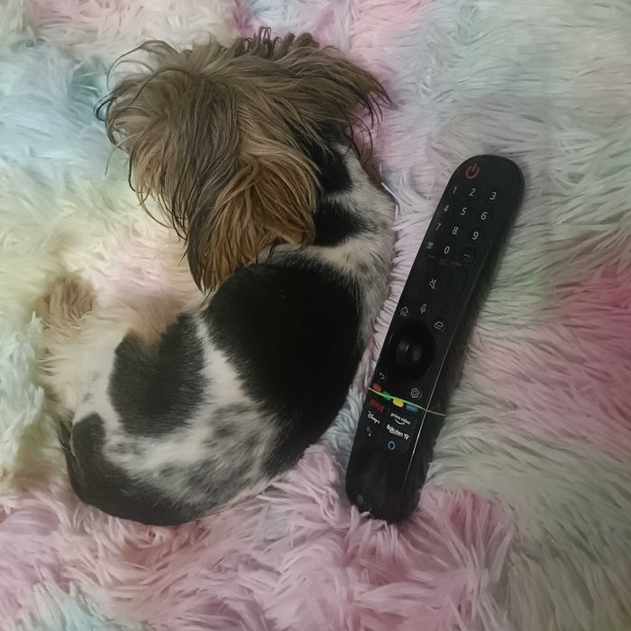 Biewer yorkshire terrier miniaturka suczka 1.50 kg paszport Majeczka