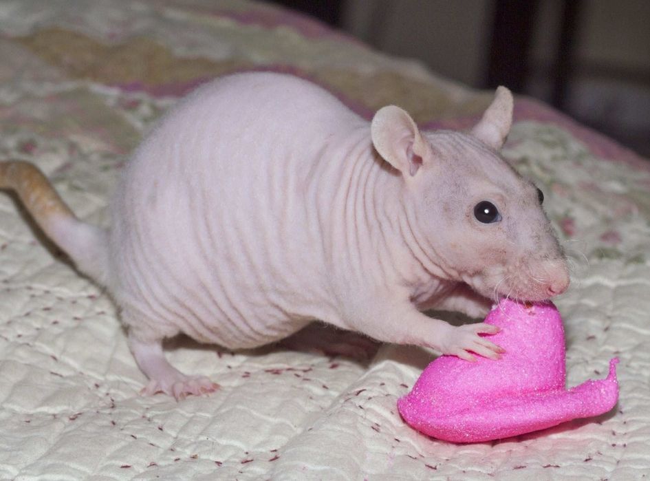 Акція. Елітні ручні щурики для алергіків.