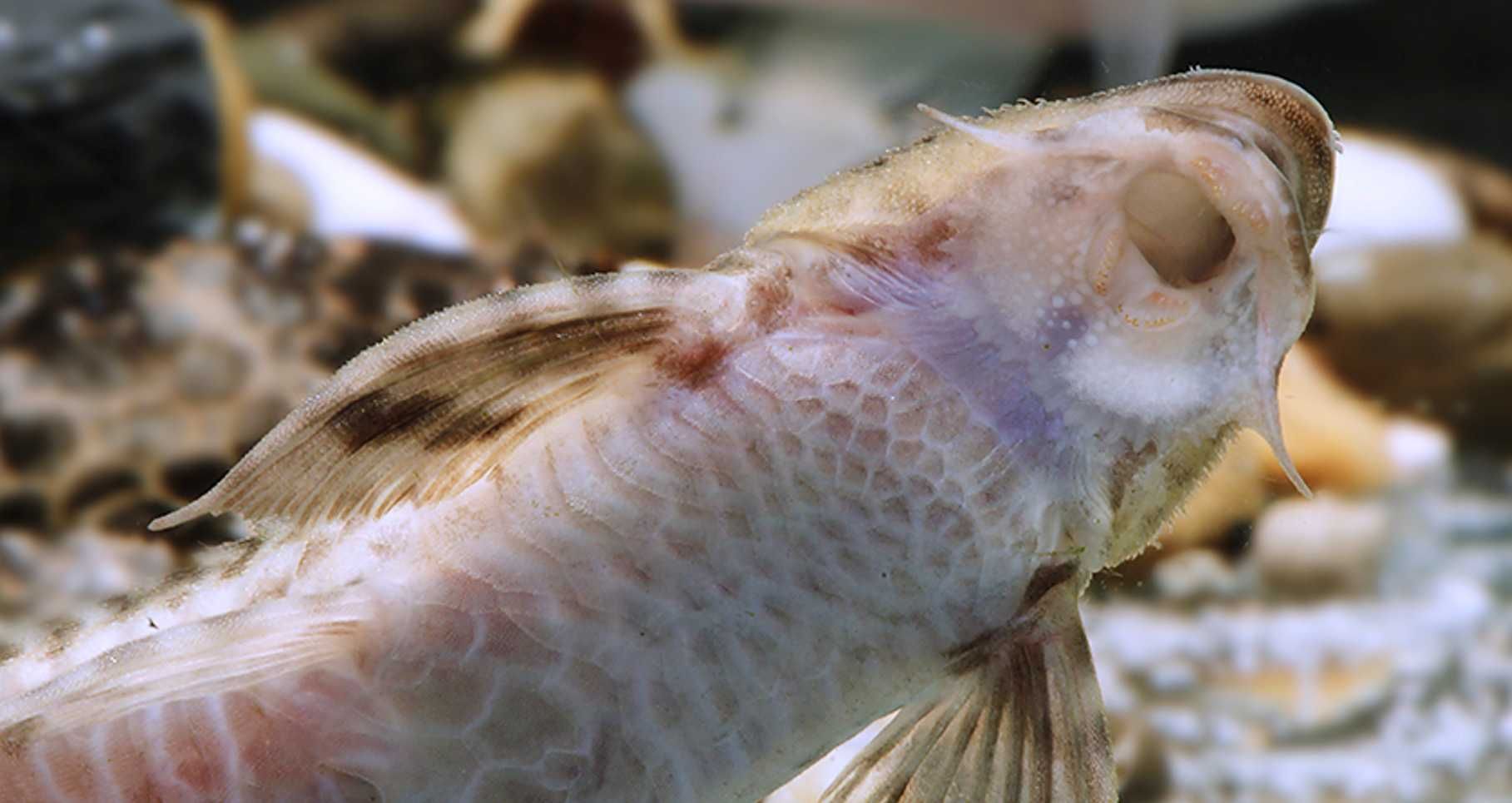 Zbrojnik drobny - Rineloricaria parva XXL - Loricaria - dowóz, wysyłka