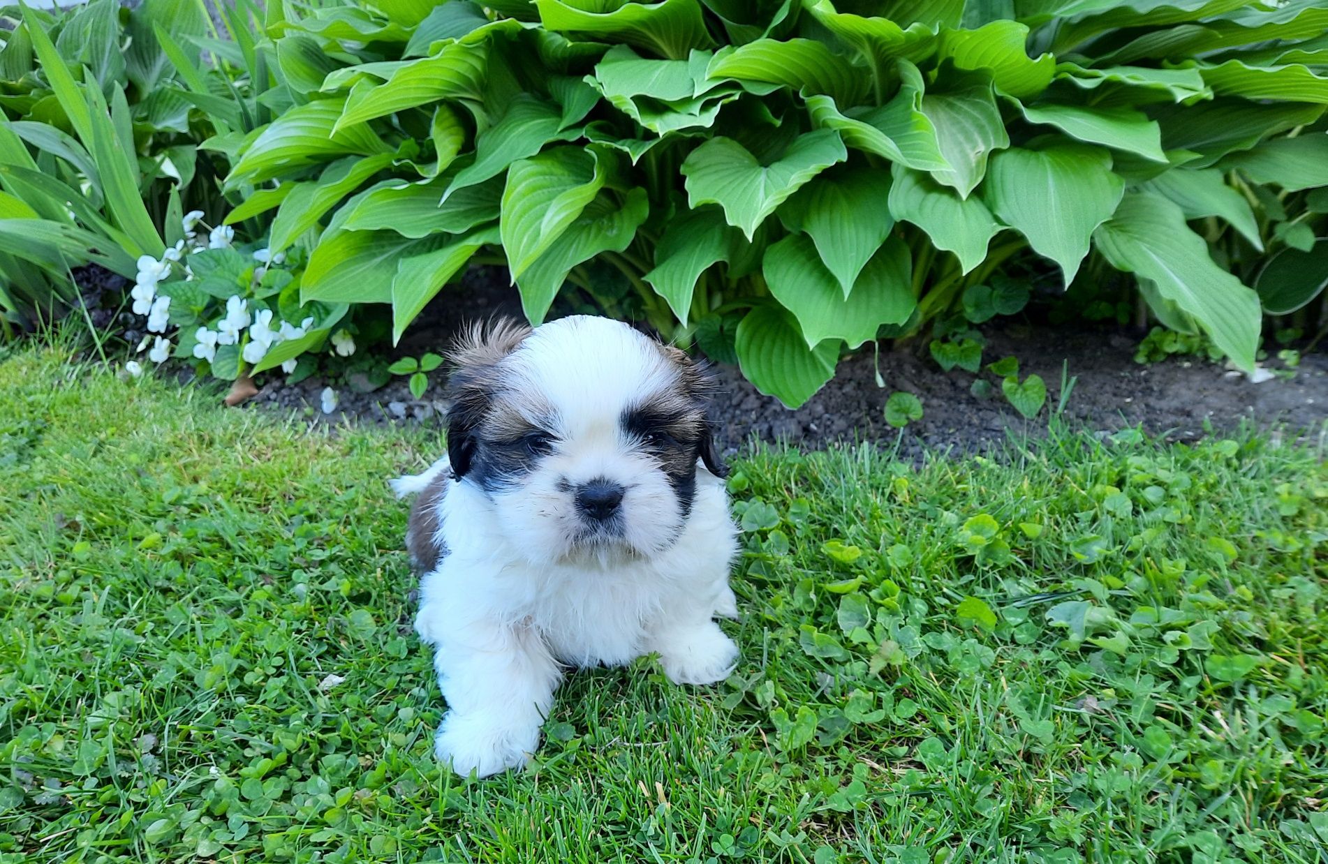 Szczeniak shih-tzu