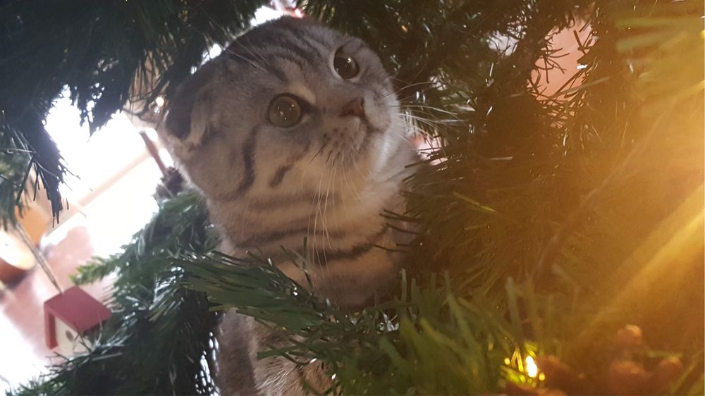 Scottish Fold Acasalamento