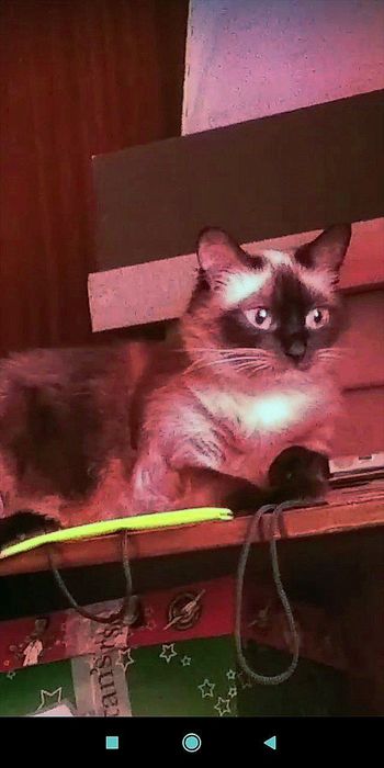 Віддам в добрі руки Кішку