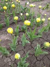 Тюльпан махровий жовтий піоновидний