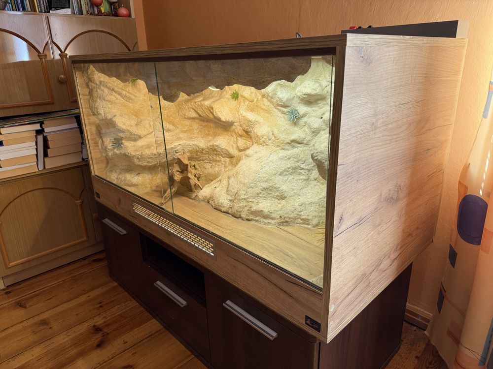 Duże Terarium / agama