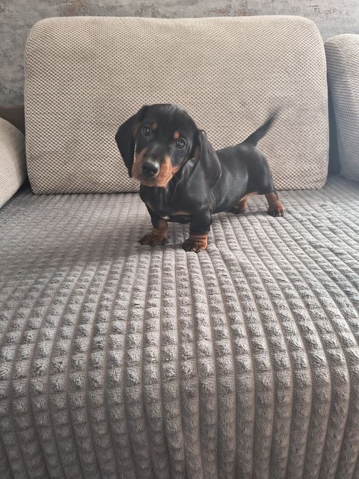 Jamnik krótkowłosy sunia